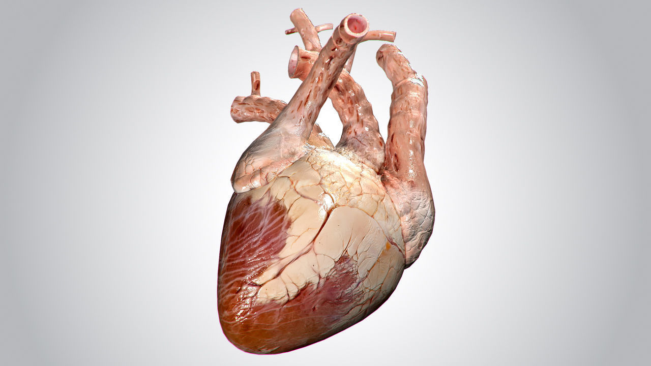 Heart human Low-poly 3D model_16