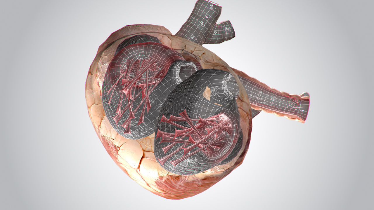 Heart human Low-poly 3D model_13
