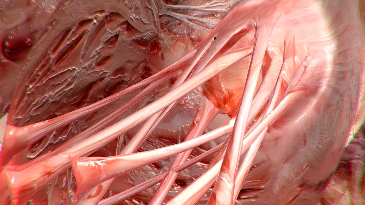 Heart human Low-poly 3D model_8