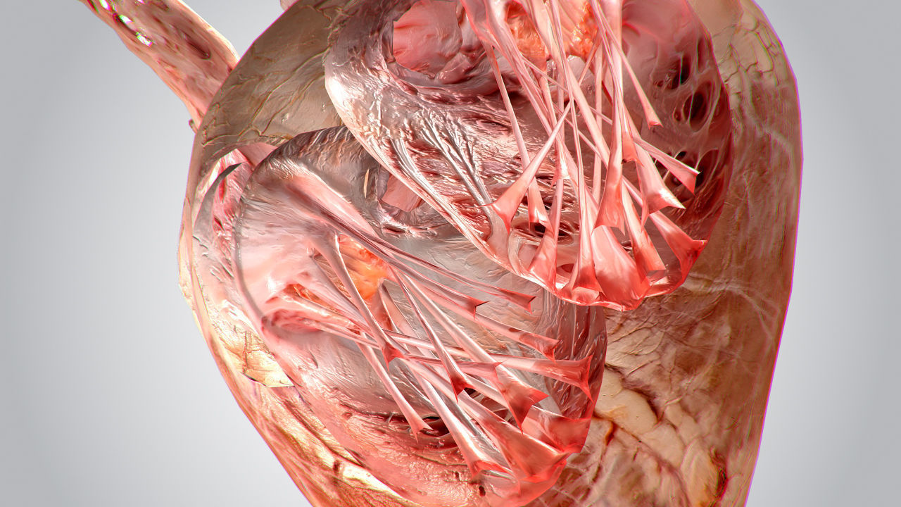 Heart human Low-poly 3D model_5