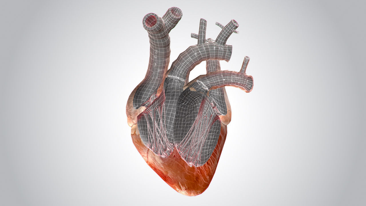 Heart human Low-poly 3D model_9
