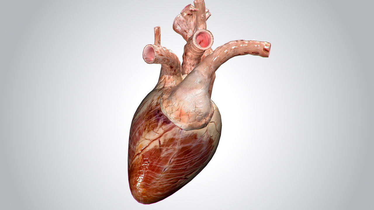 Heart human Low-poly 3D model_17