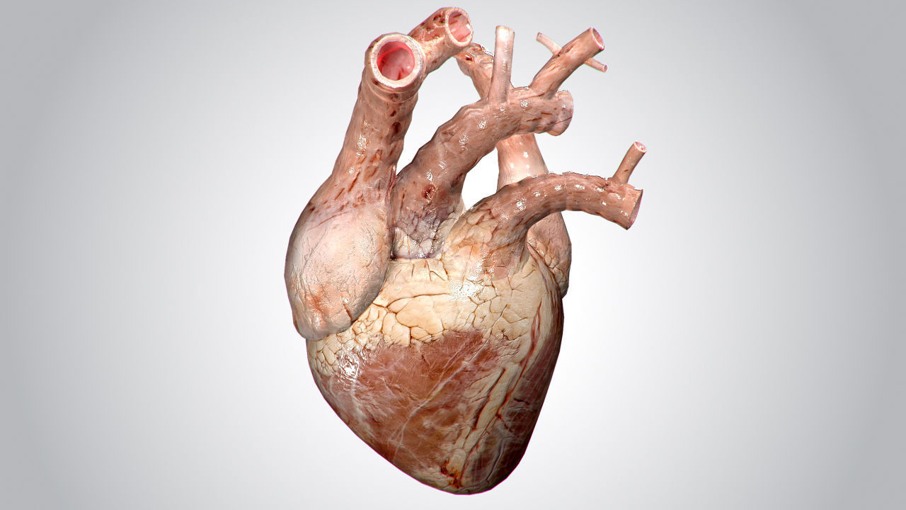 Heart human Low-poly 3D model_15