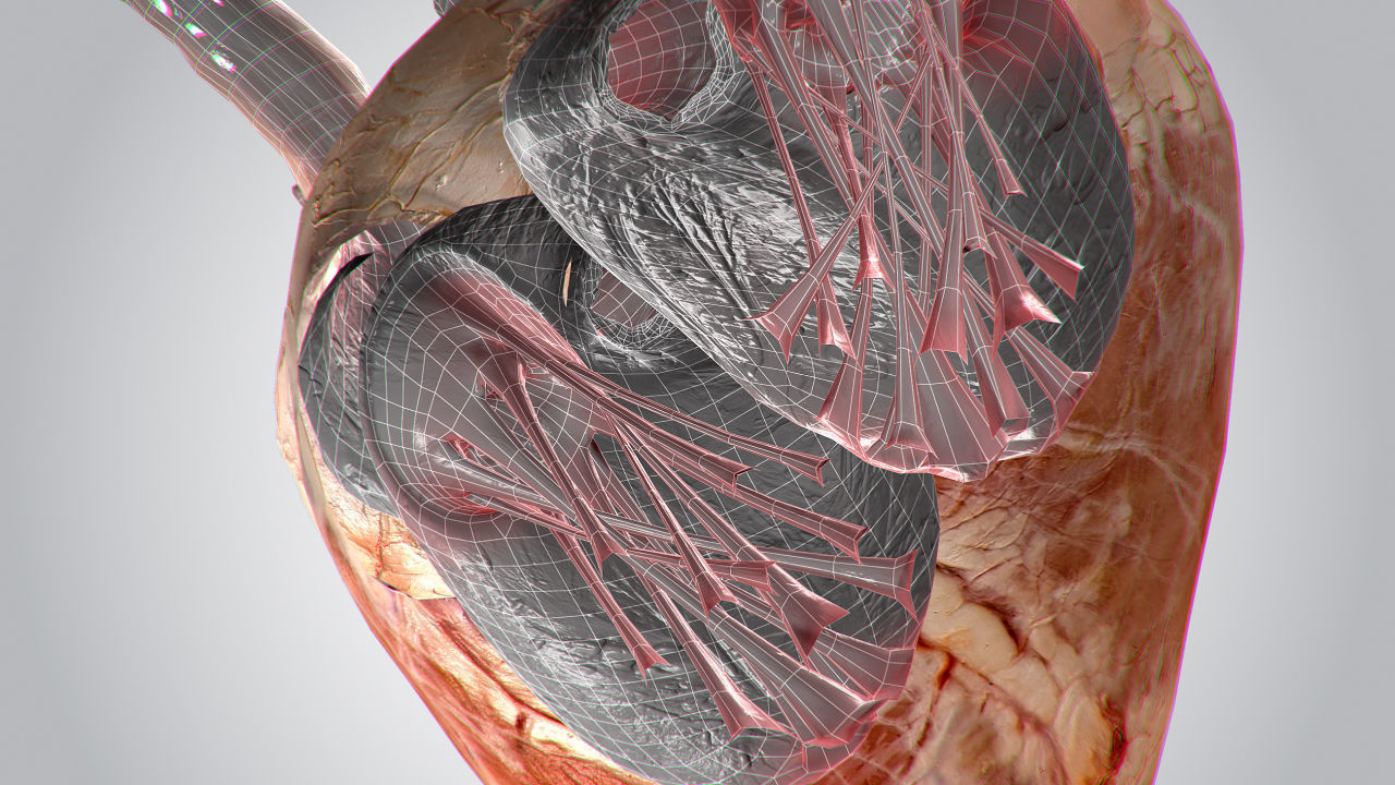 Heart human Low-poly 3D model_11