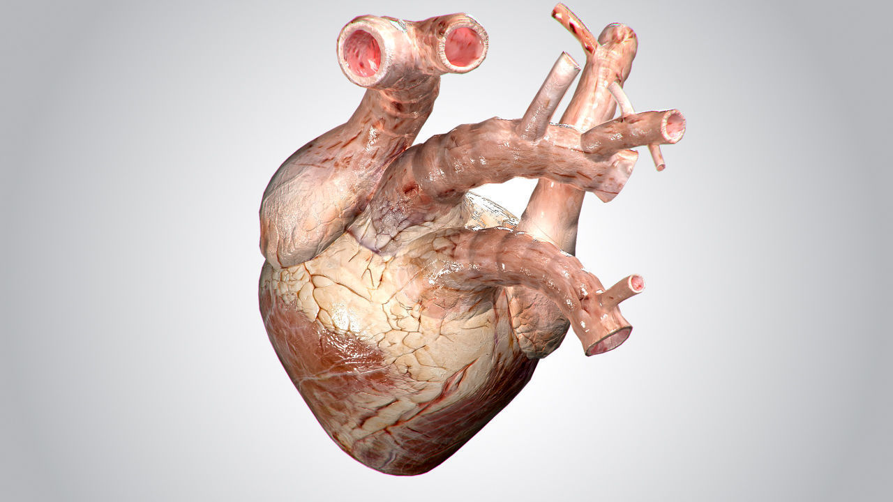 Heart human Low-poly 3D model_19