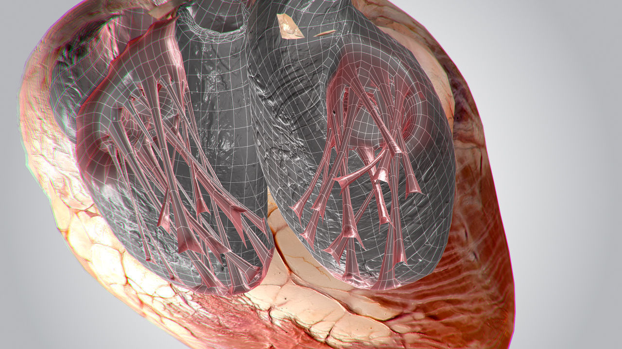Heart human Low-poly 3D model_10