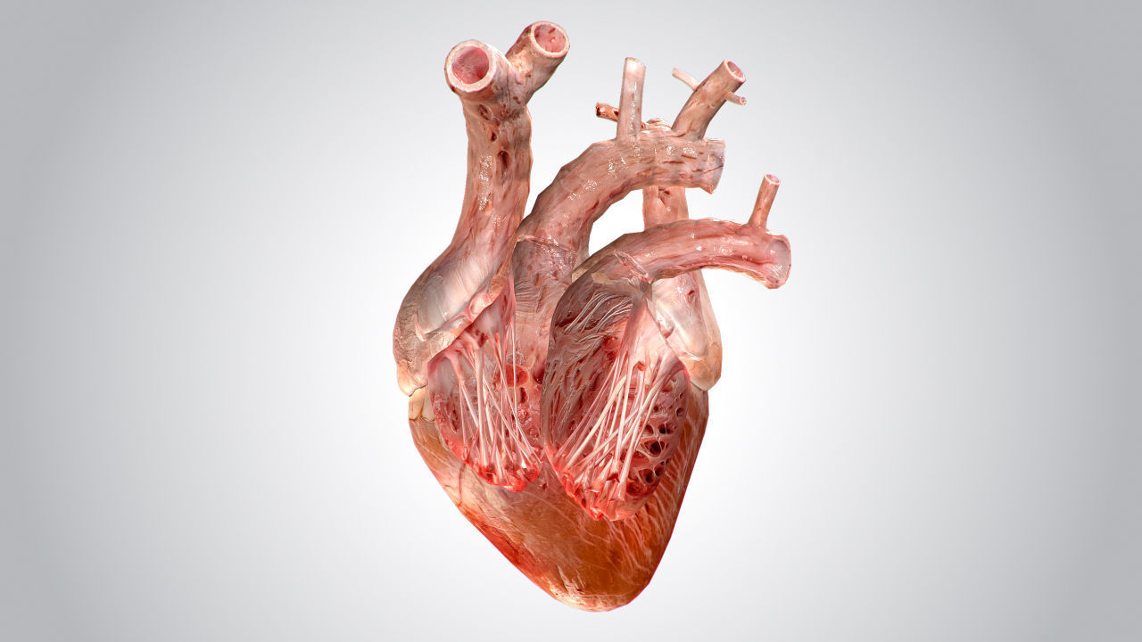 Heart human Low-poly 3D model_2