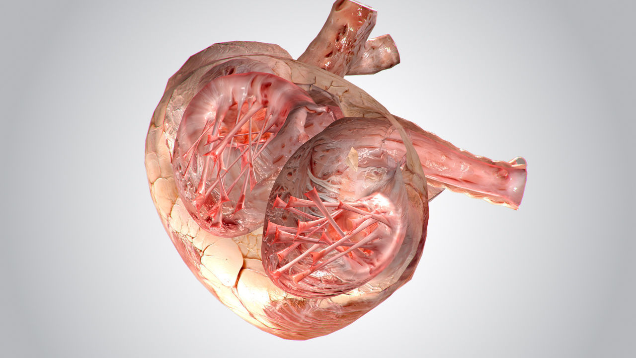 Heart human Low-poly 3D model_7