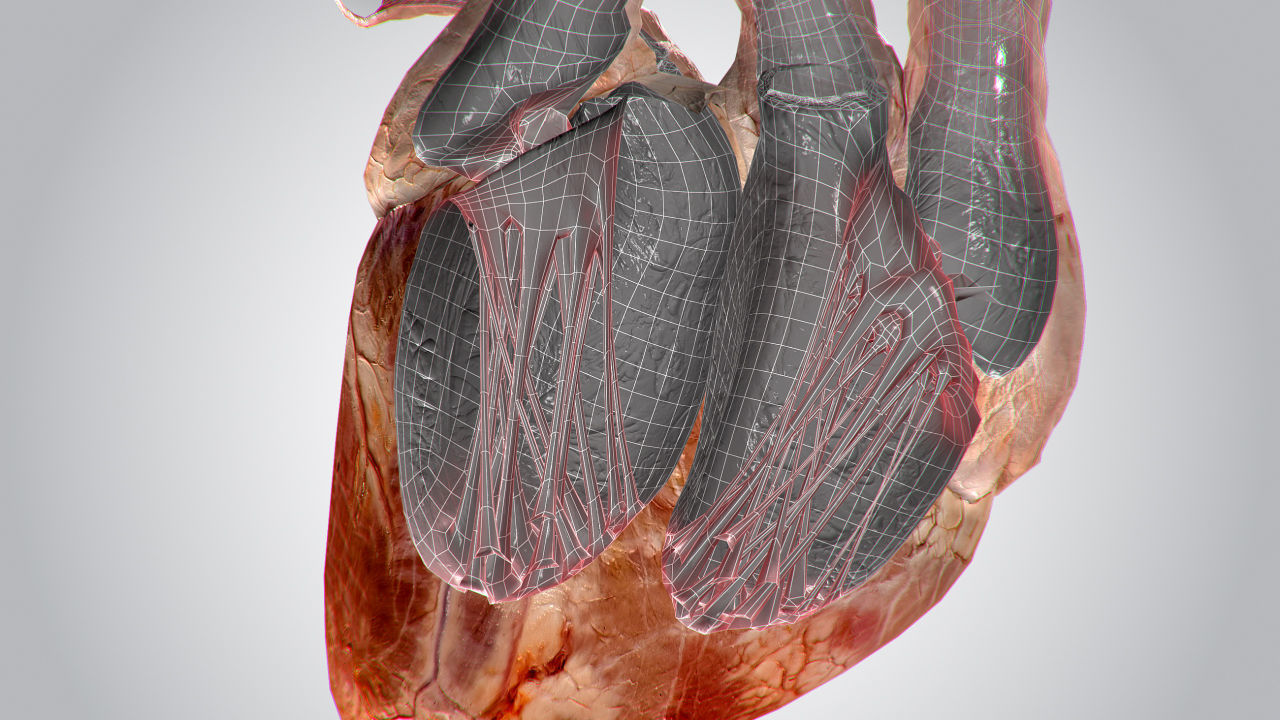 Heart human Low-poly 3D model_12