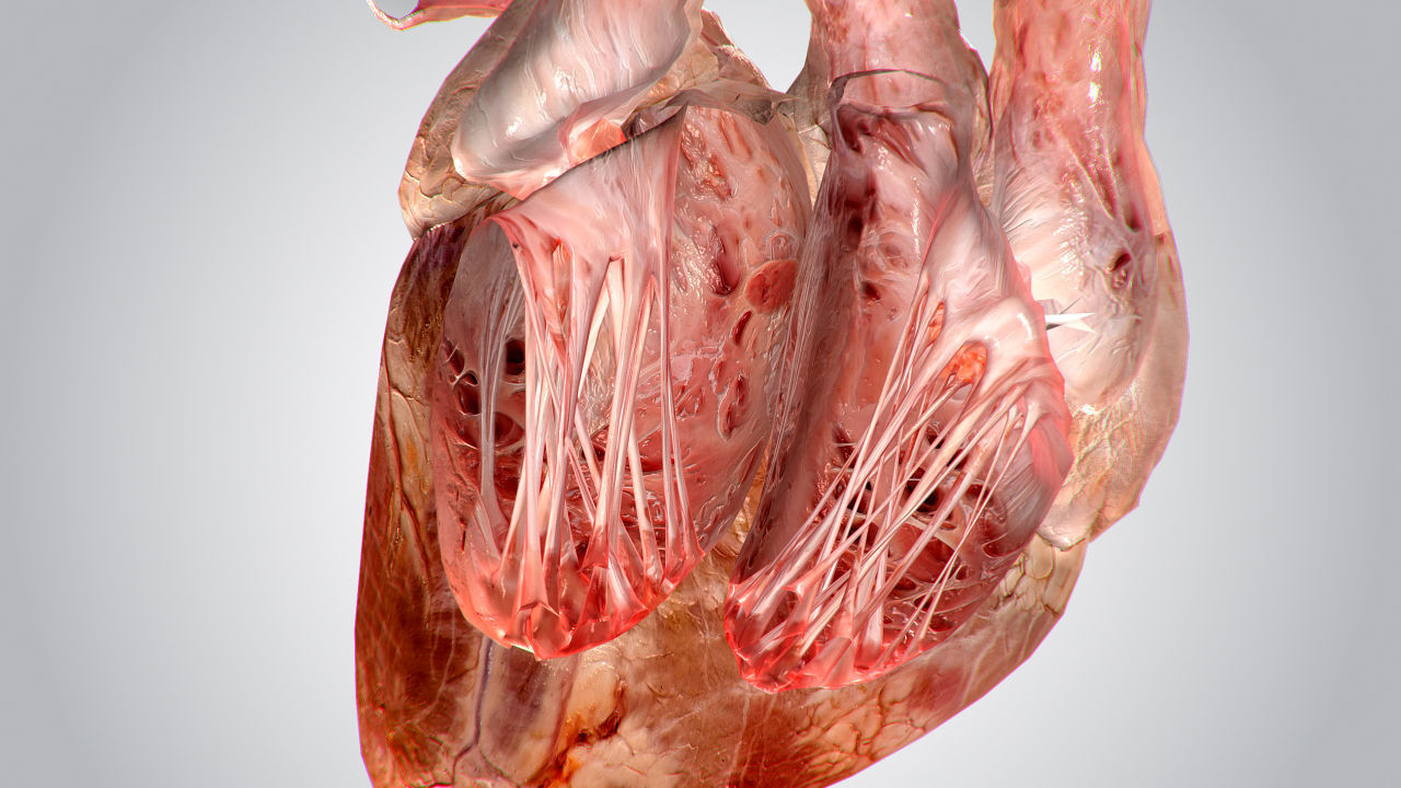 Heart human Low-poly 3D model_6