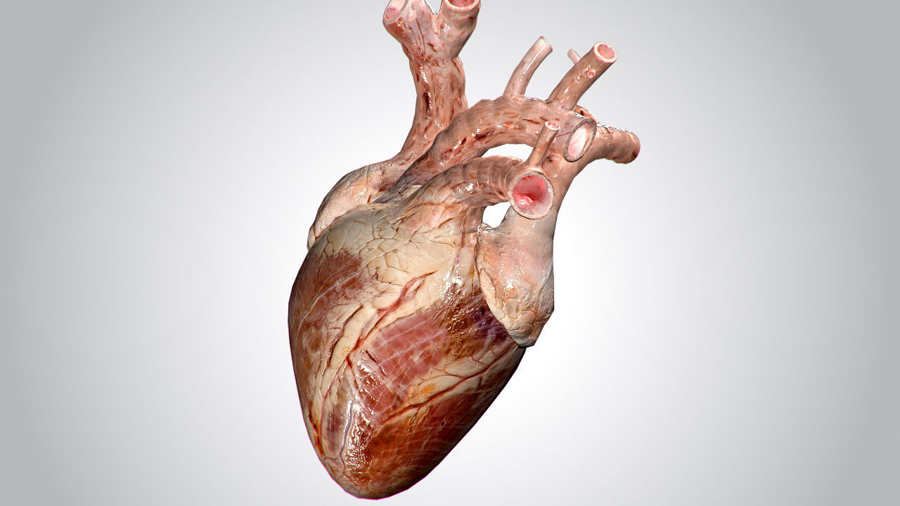 Heart human Low-poly 3D model_18