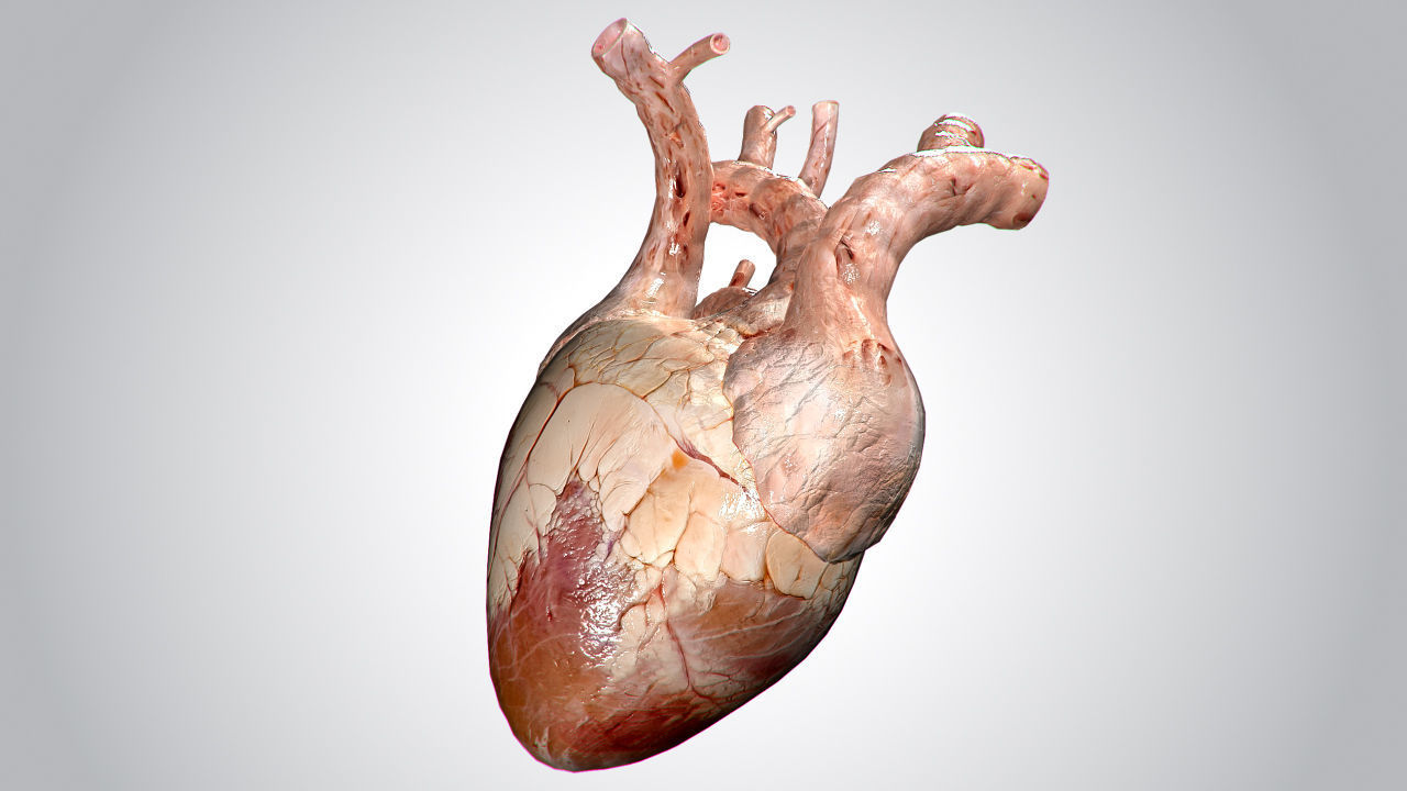 Heart human Low-poly 3D model_3