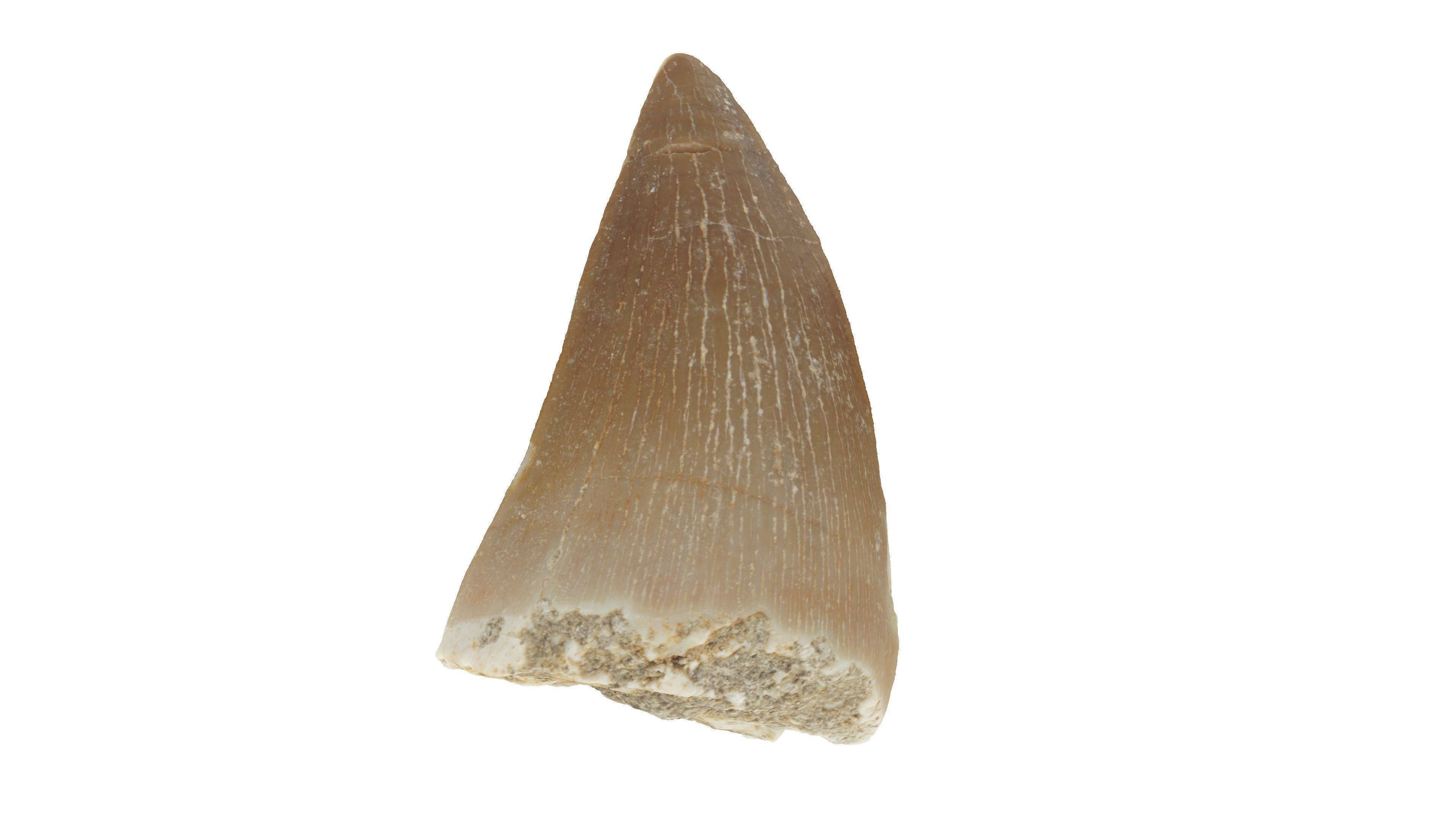 Realistic - Mosasaur Dinosaur Tooth Low-poly 3D model_2