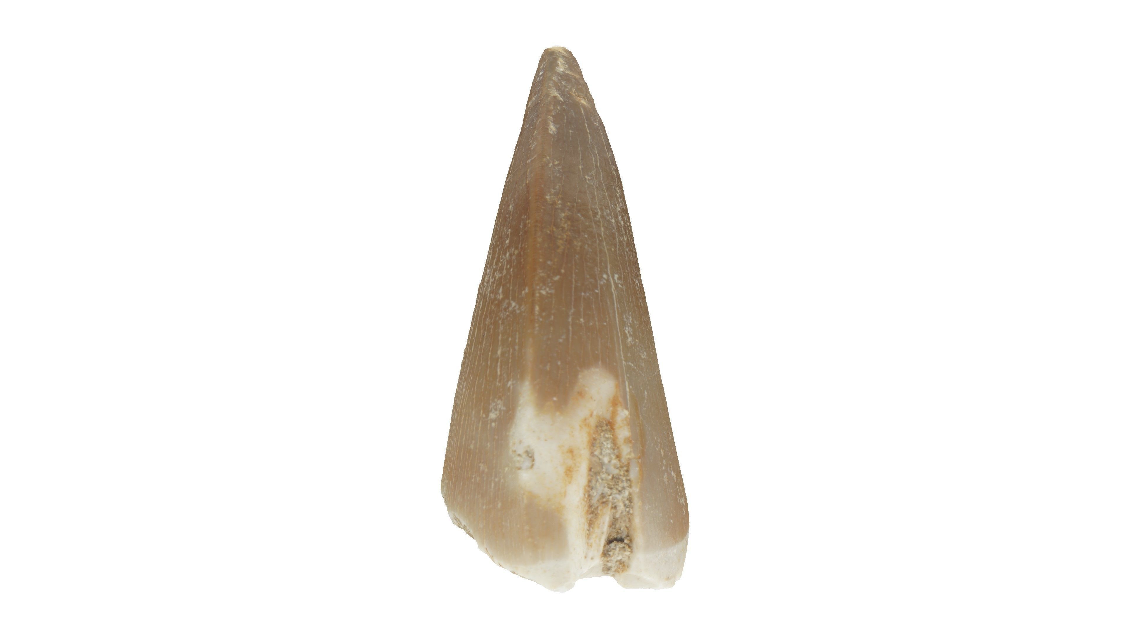 Realistic - Mosasaur Dinosaur Tooth Low-poly 3D model_3