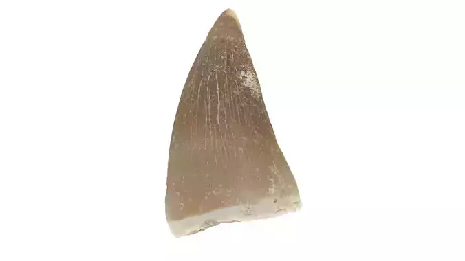 Realistic - Mosasaur Dinosaur Tooth