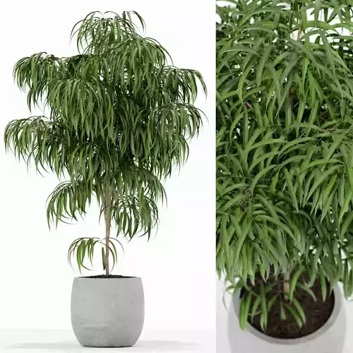 Plants collection 154