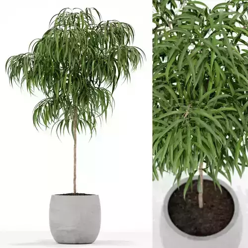 Plants collection 155