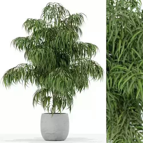 Plants collection 156