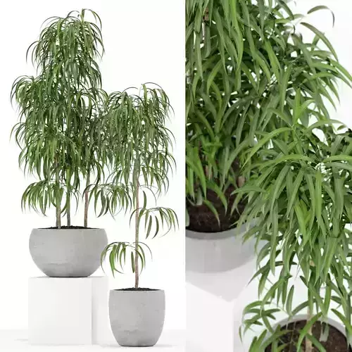 Plants collection 157