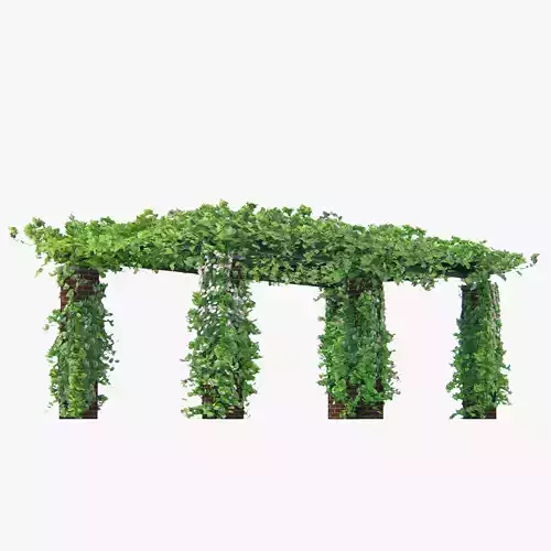 Pergola Long With Climbing Rose Flowers Or Ivy-like Plant