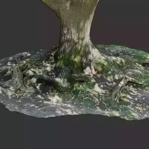 Photoscanned tree trunk and roots Low-poly 3D model