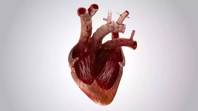 Heart Grungy Rigged Animated PBR Low-poly 3D model