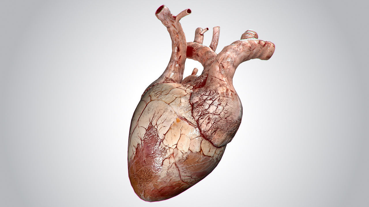 Heart Grungy Rigged Animated PBR Low-poly 3D model_4