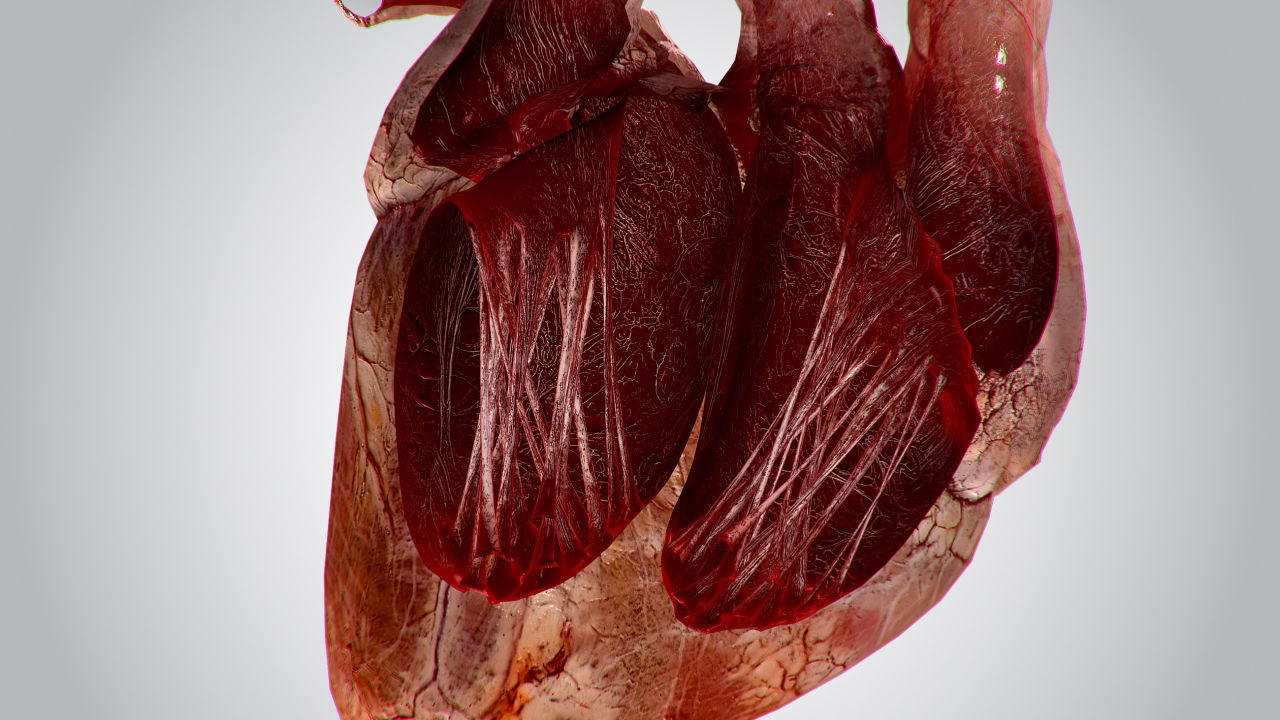 Heart Grungy Rigged Animated PBR Low-poly 3D model_12