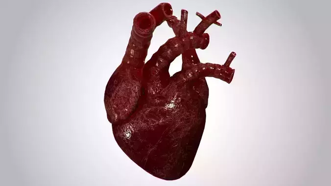 Heart OverBlooded Rigged Animated PBR Low-poly 3D model