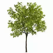 Tree FBX