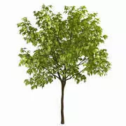 Tree FBX 3D model