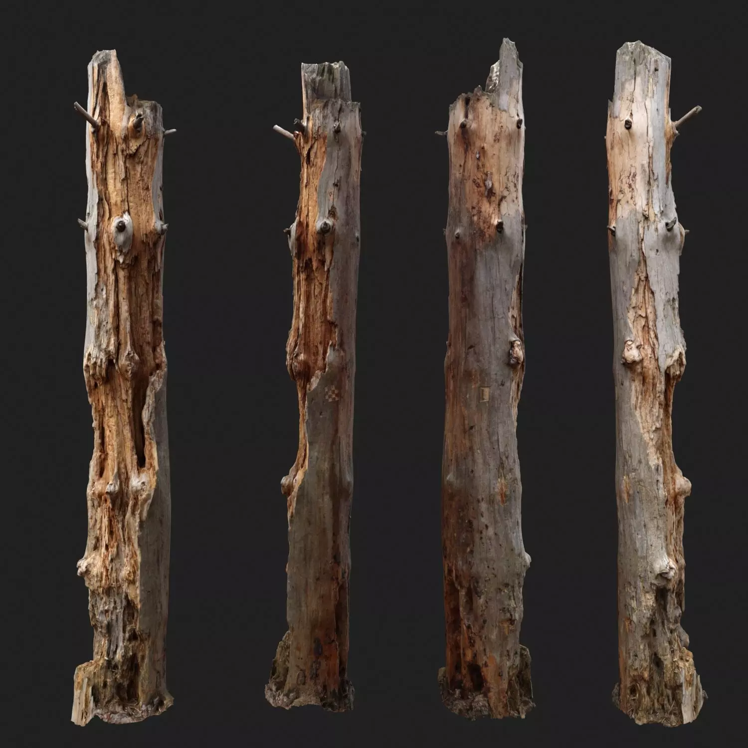 Dead tree 3d scan   3D model_0