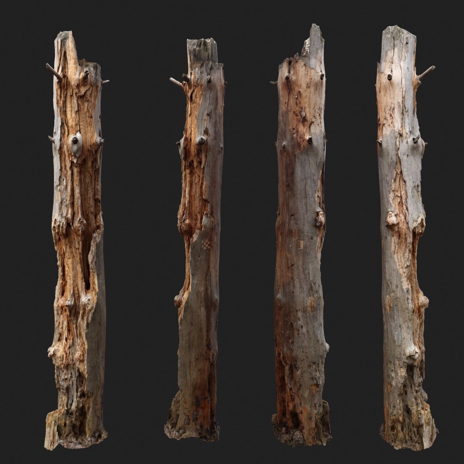 Dead tree 3d scan