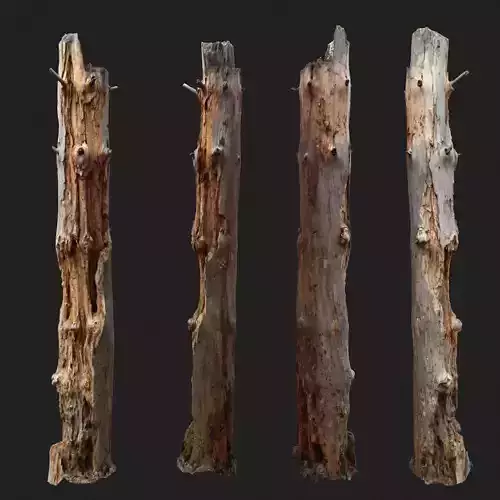Dead tree 3d scan   3D model