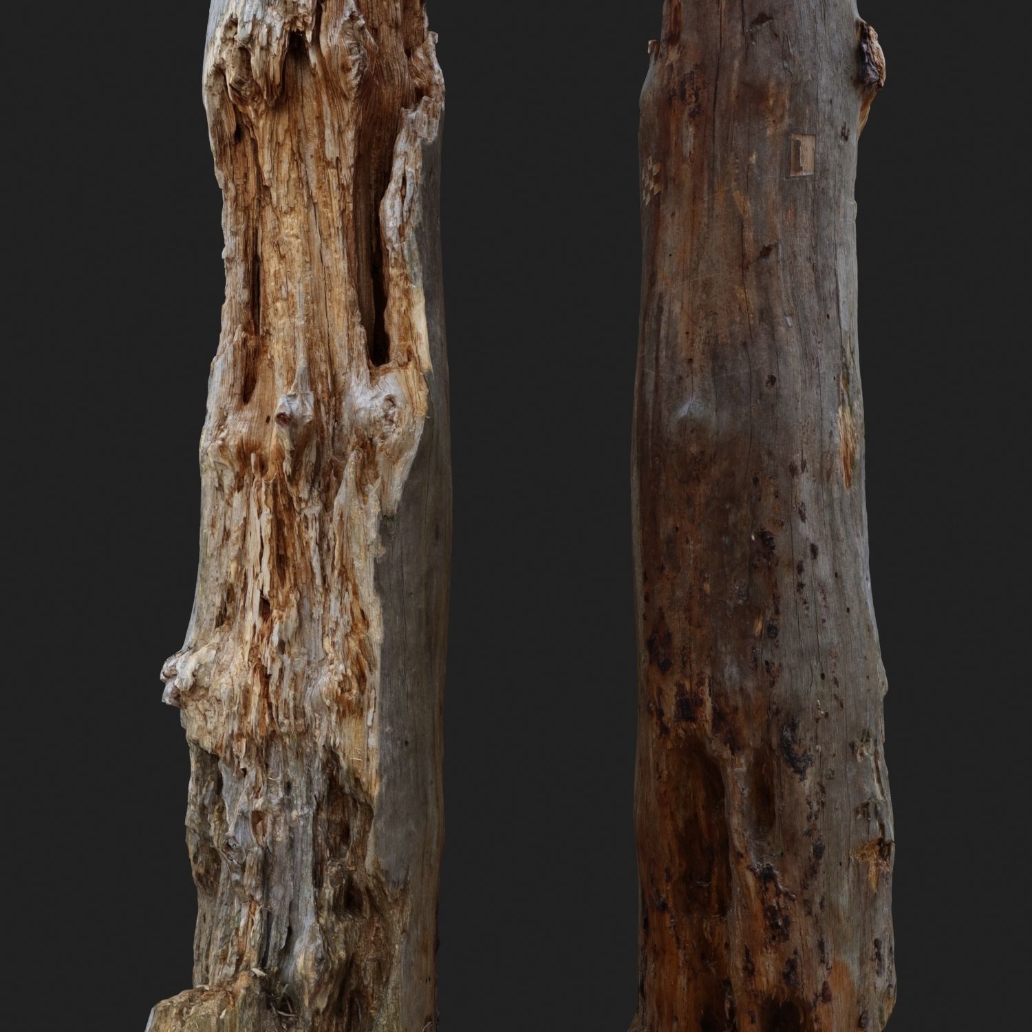 Dead tree 3d scan   3D model_3