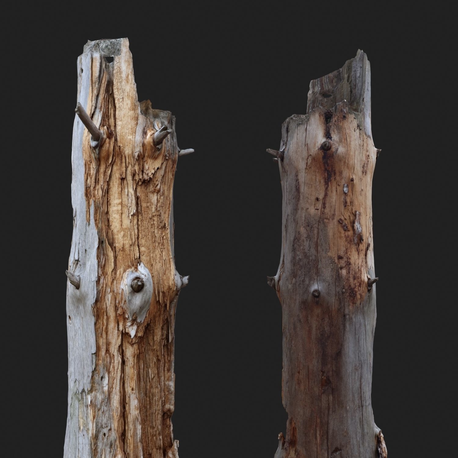 Dead tree 3d scan   3D model_4