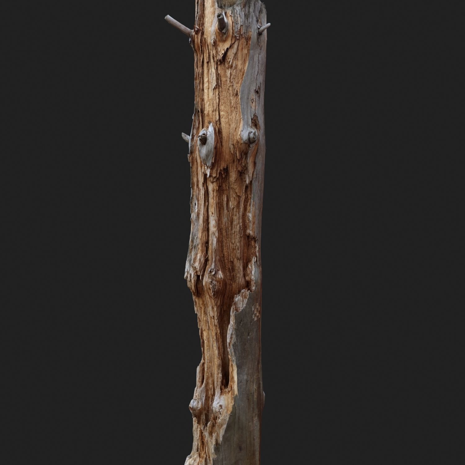 Dead tree 3d scan   3D model_2