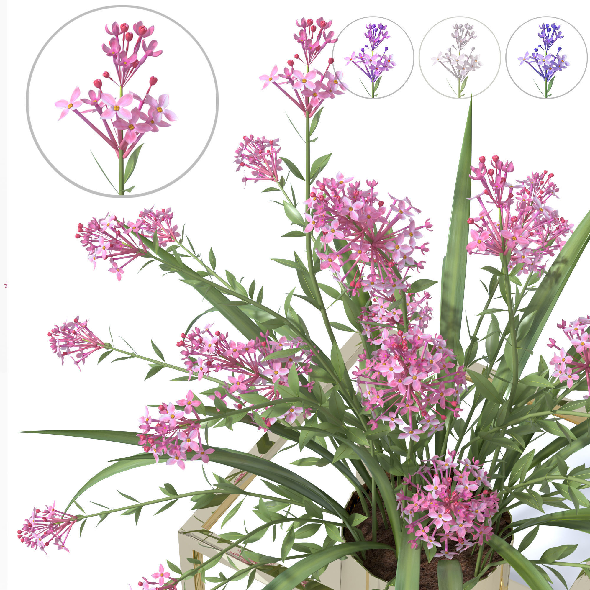 4 colors lilac in vases and pot stands white pink purple blue 3D model_2