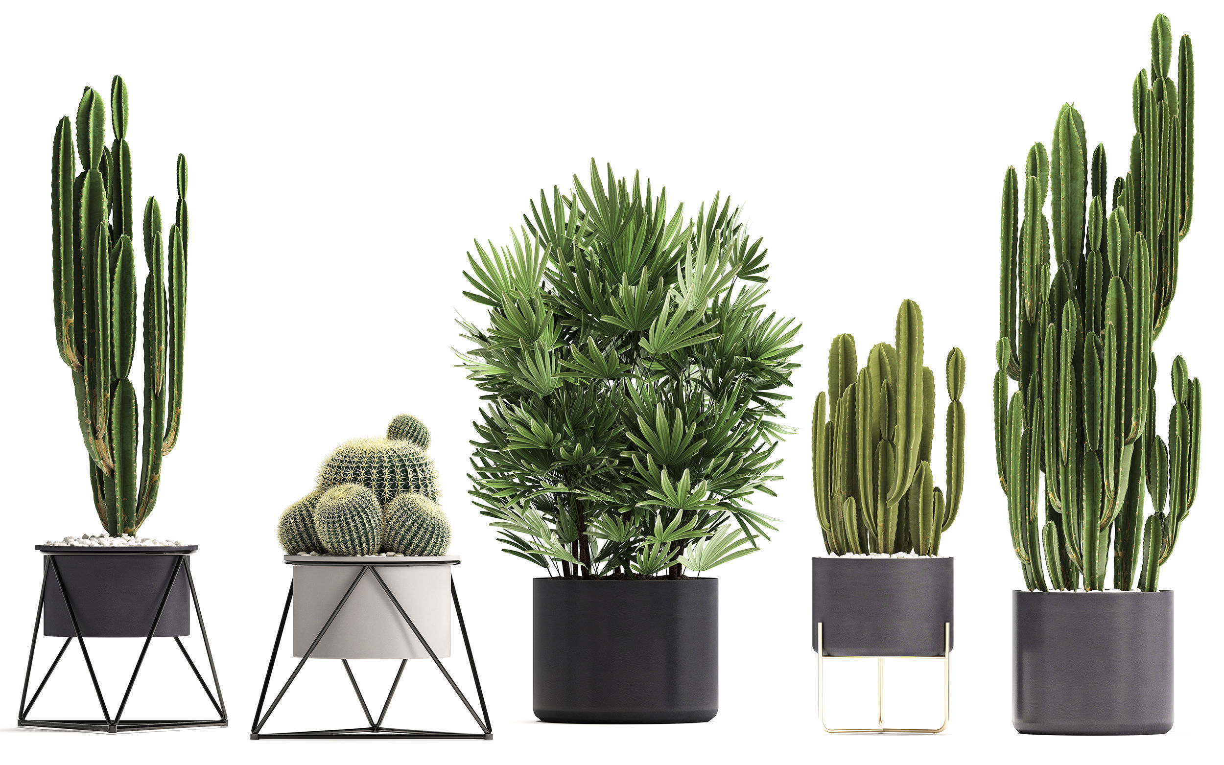 Collection of Exotic Cactus Plants 8 3D model_1