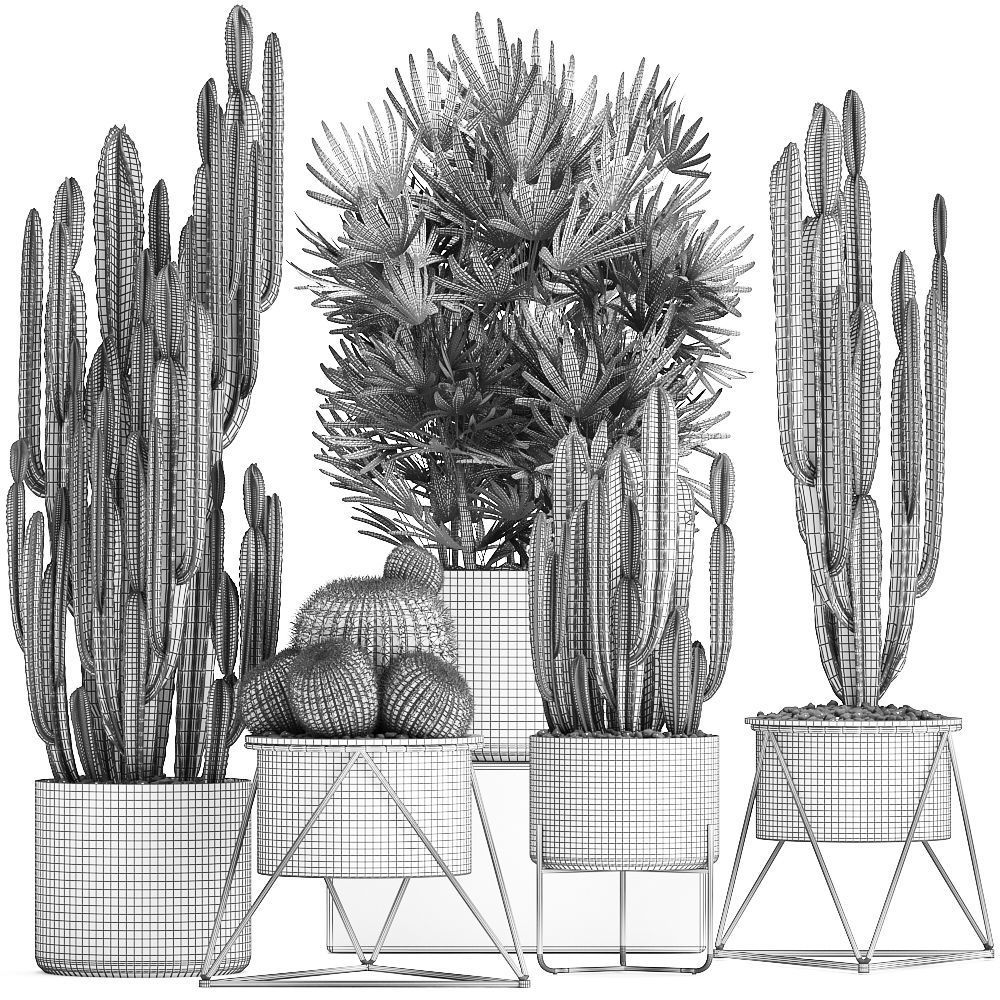 Collection of Exotic Cactus Plants 8 3D model_8