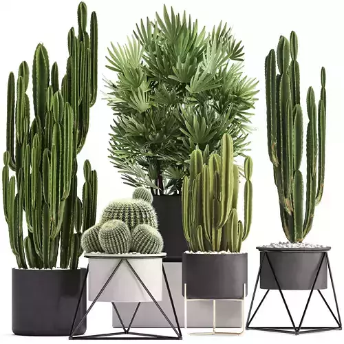 Collection of Exotic Cactus Plants 8 3D model