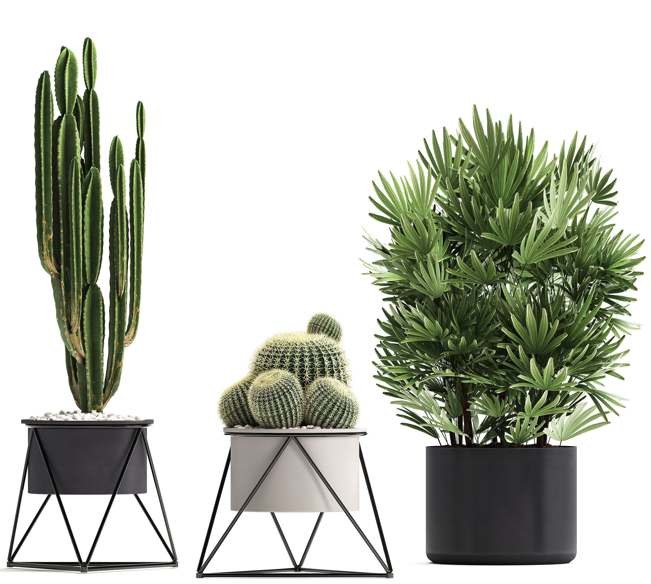 Collection of Exotic Cactus Plants 8 3D model_5