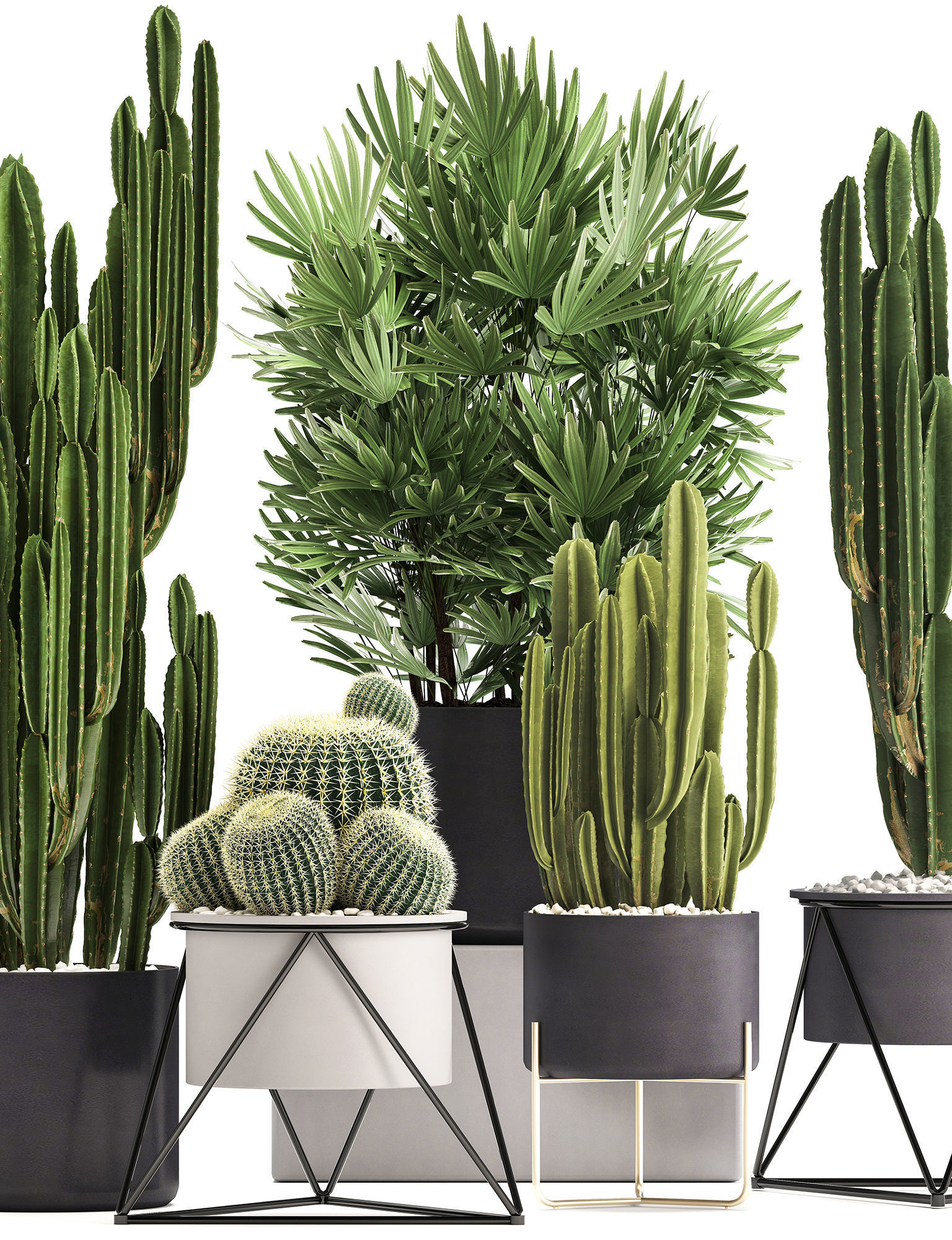 Collection of Exotic Cactus Plants 8 3D model_3