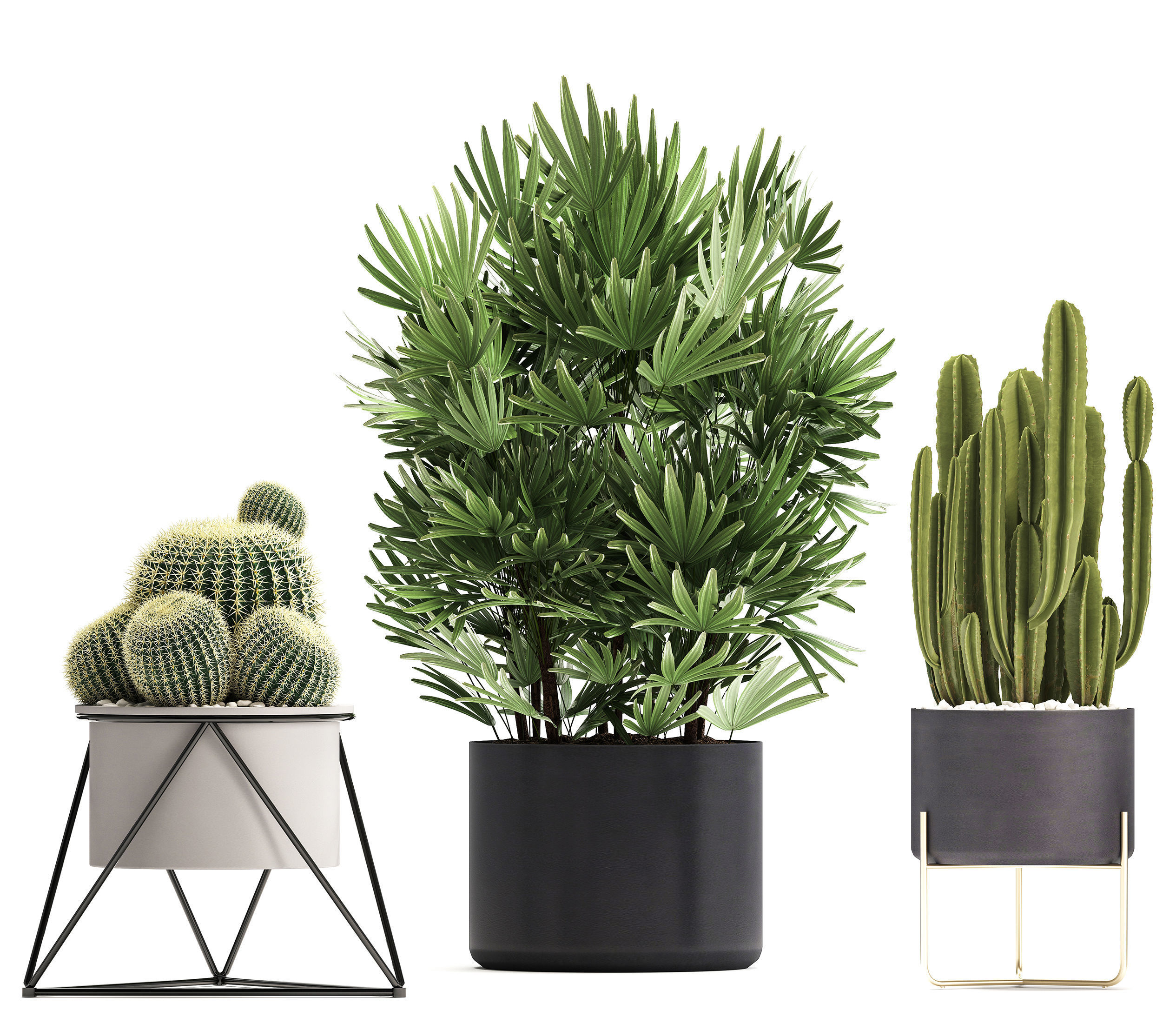 Collection of Exotic Cactus Plants 8 3D model_4