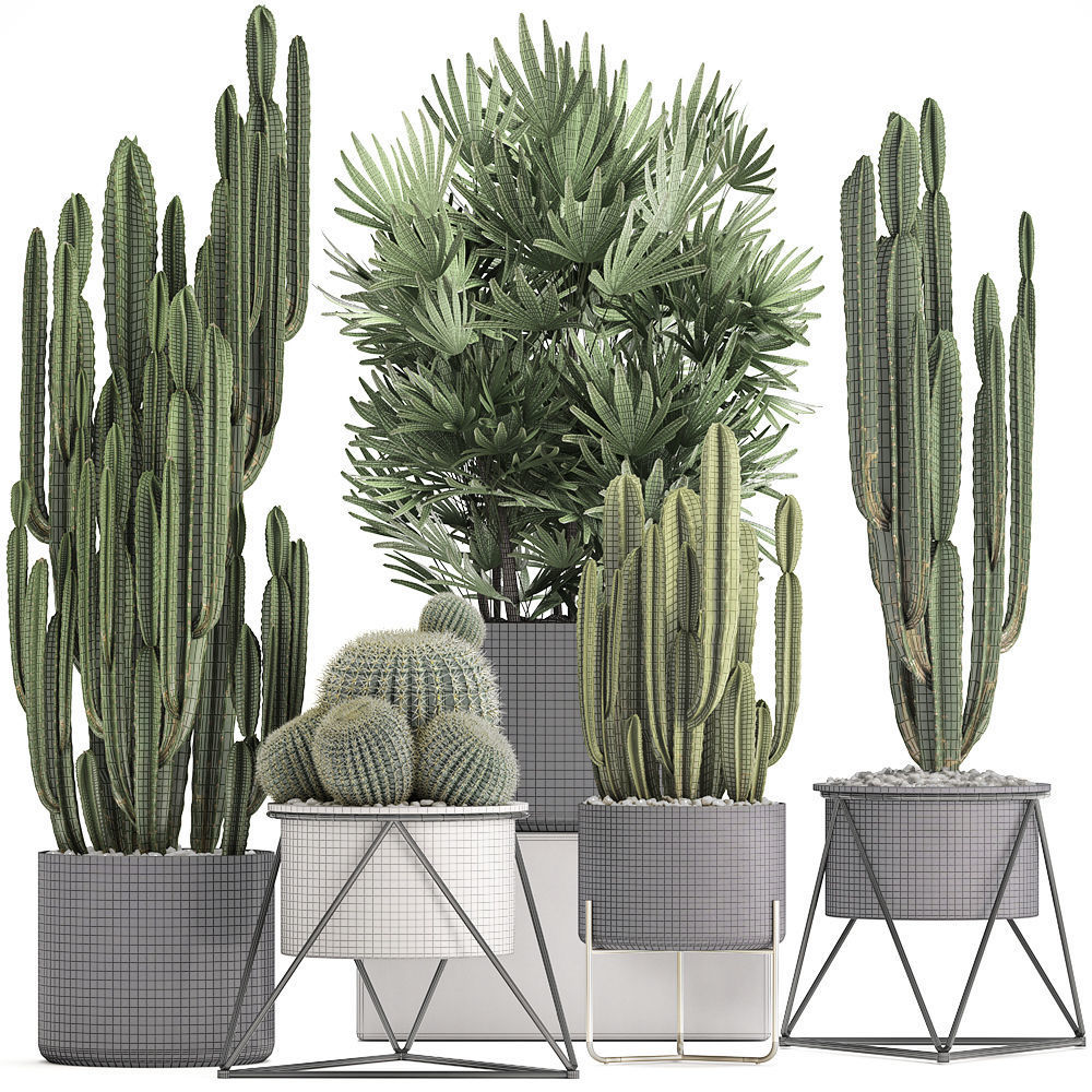 Collection of Exotic Cactus Plants 8 3D model_7