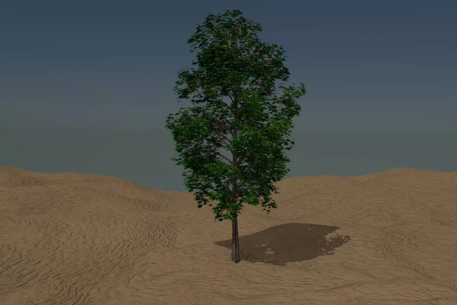 Arbol tipo ficus 3D model_0