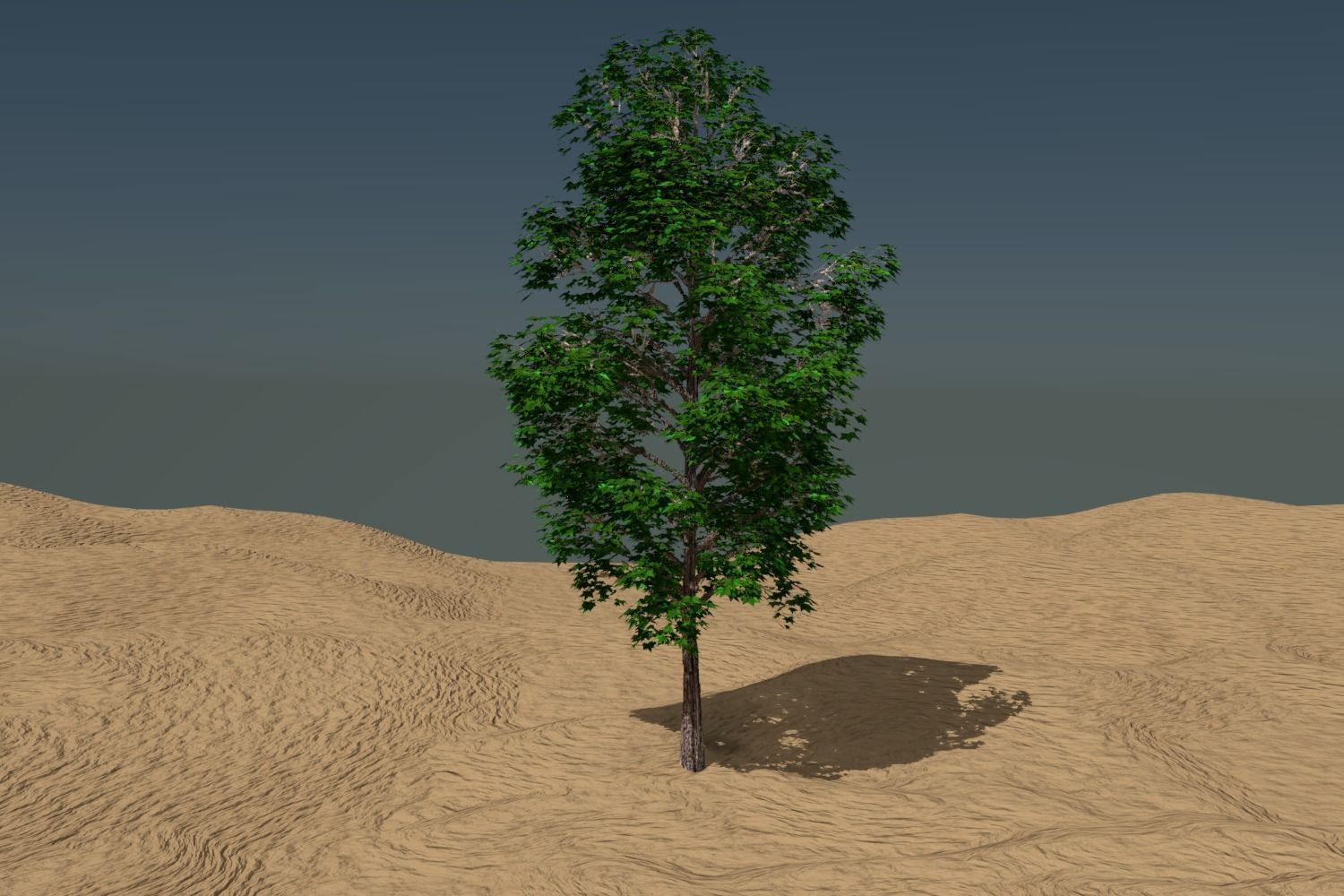 Arbol tipo ficus 3D model_2