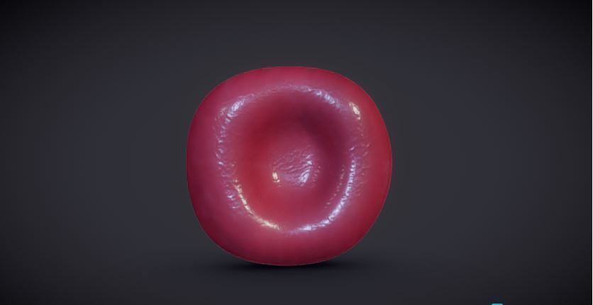 Normal Red blood Cell Low-poly 3D model_2