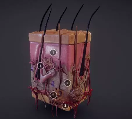Human Skin Integumentary system Low-poly 3D model