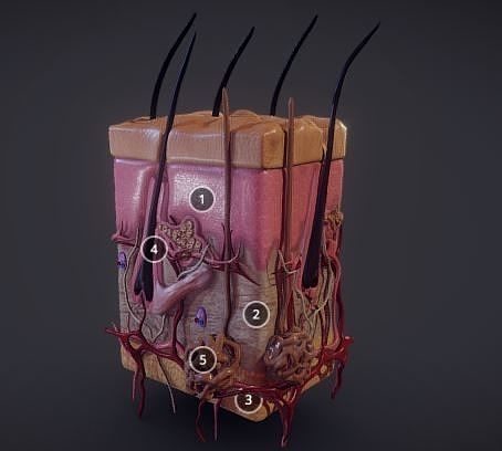 Human Skin  Integumentary system Low-poly 3D model